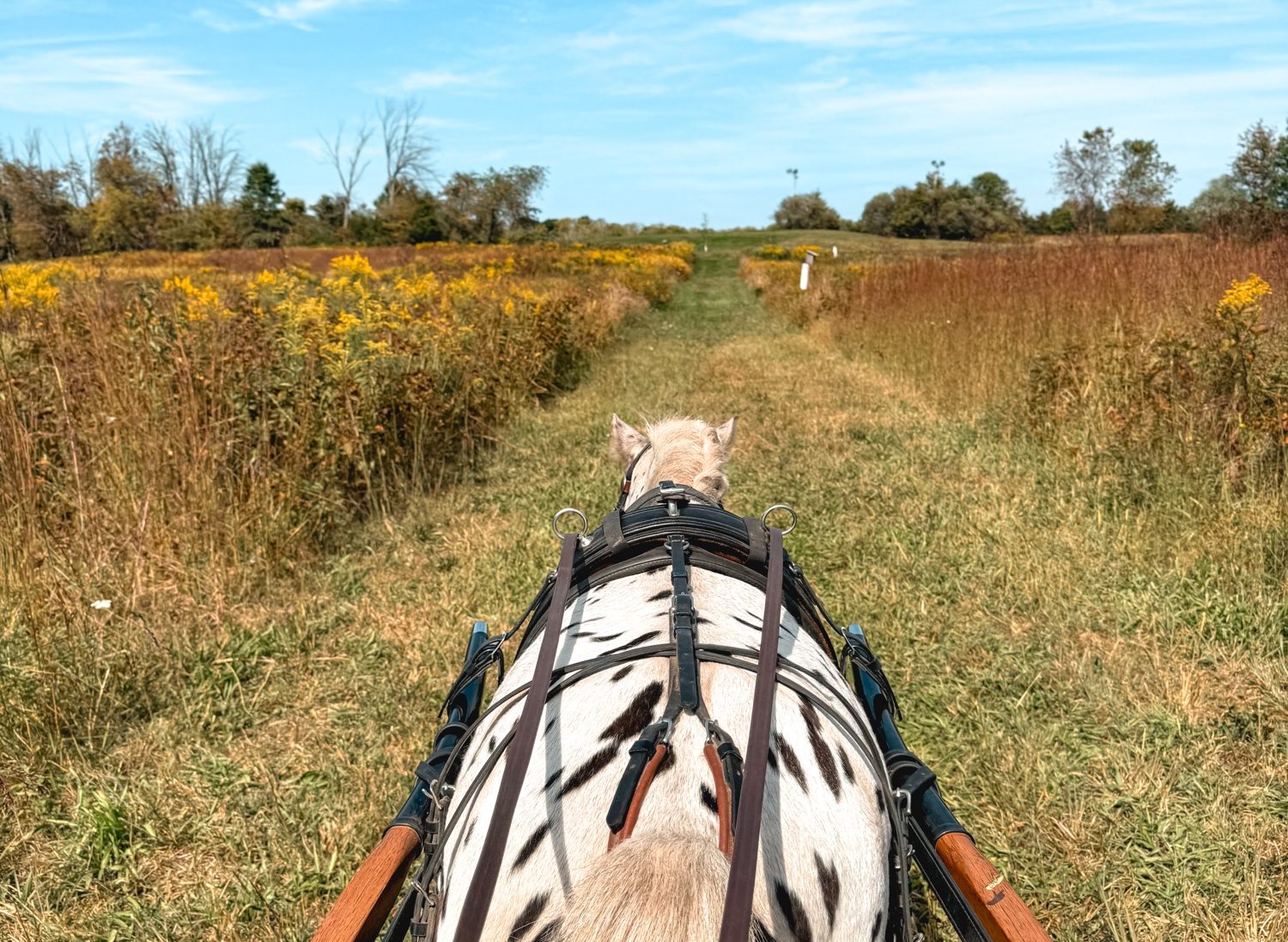 Building Trust with Your Driving Horse