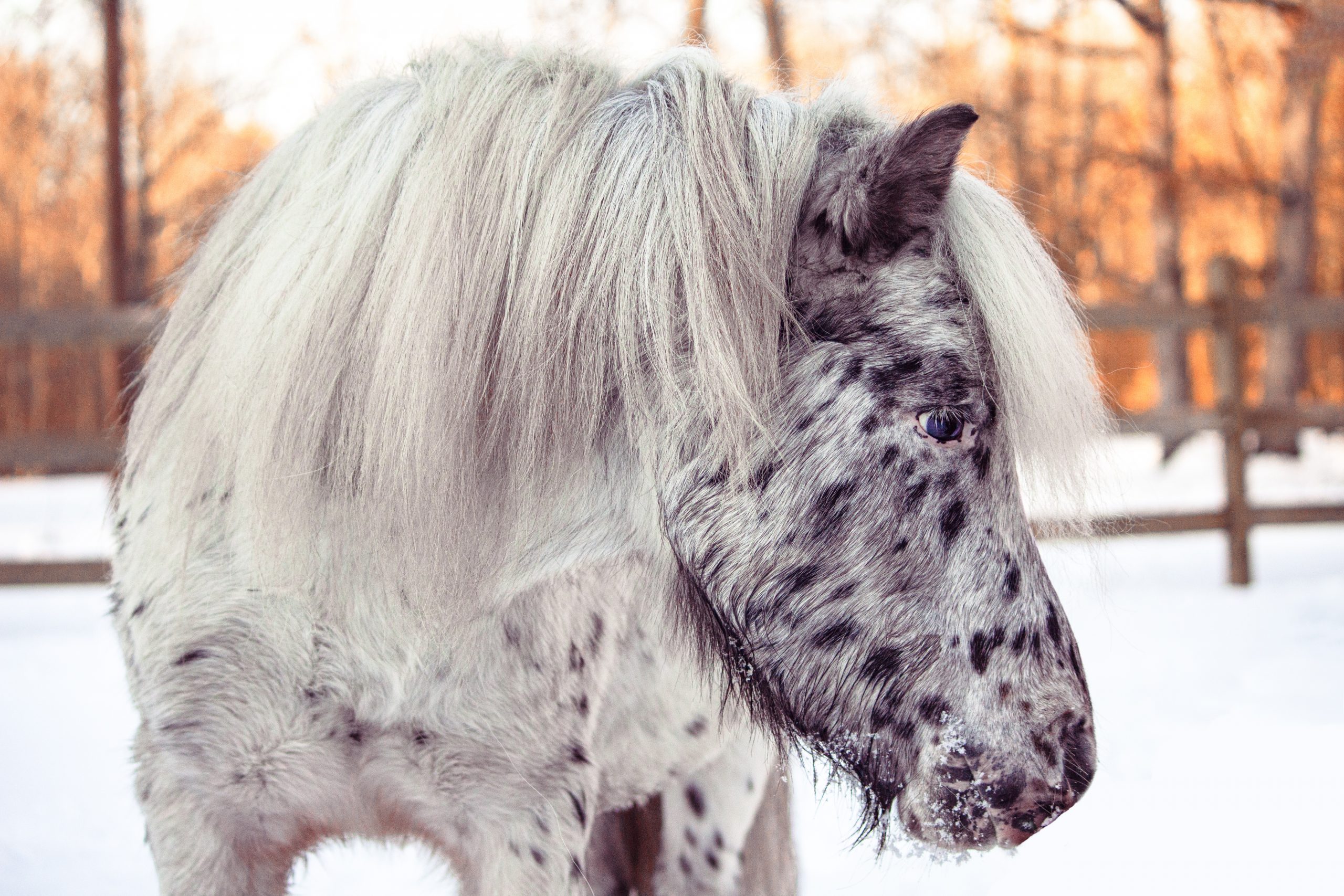 Welcome to Opal Grove Equine Coaching